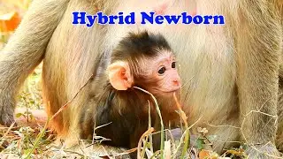 Well done mom Brianna delivery successful newborn monkey hybrid, look healthy  and cute.