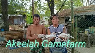 Backyard Level:Noel Mendoza (Akeelah Gamefarm) Authentic Firebird Gamefarm White Kelso