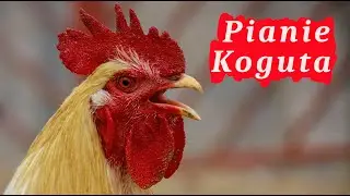 Pianie Koguta 🐓 pobudka w wykonaniu koguta