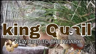 🦜 New Bird Addition + Egg & Hatch Update! 🐣