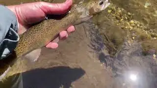 Gila Trout caught in Oak Creek, Arizona