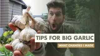 5 Tips To Grow BIG Garlic