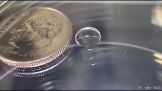 HUMAN EGG CELL