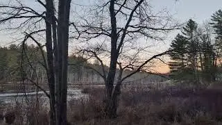 Branta canadensis - Canada goose flock