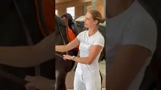 Tapis de selle Orange Divin sur cheval noir &bull; AL Sportswear