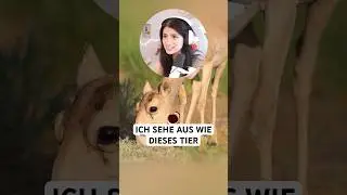 Steppenantilopen