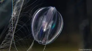 Want to figure out how the brain works? Study simple animals!