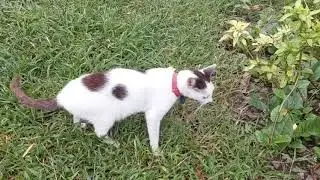 The pretty cat is eating grass in the backyard 