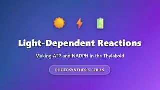 Light-Dependent Reactions: How Plants Make ATP and NADPH | Photosynthesis Explained