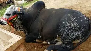 Cow Mandi Karachi Full HD Video of Beautiful Cows in Cattle Market Karachi   Bakra Eid Eid ul Adha