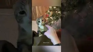 Cats doing crazy things &ndash; Pt. 10