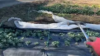 研修生3号さんと秋冬防虫ネットの片付け作業260114