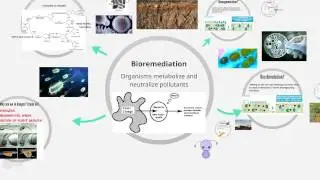 Bioaugmentation vs Biostimulation By Ellen Suh and Jen Martin