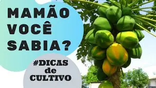 MACHO, FÊMEA saiba qual o melhor para CULTIVAR MAMÃO