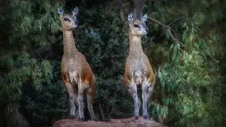 Where Did All the Species Come From? - Creation Museum Live! | October 24, 2019
