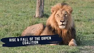 RISE AND FALL OF THE ORPEN MALE LIONS - ORPEN COALITION - STORY OF JUNIOR FROM NKUHUMA PRIDE