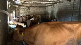 BUJKU-blegtori nga Komuna e Suharekës,ndihmohet nga komuna me grant investiv,pret ndihmë  nga MBPZHR