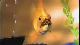 Hostess  - Frosted Donettes  - Donuts  - Commerical  - Who Ate the Last One -  Fish (1999)