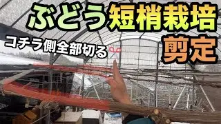 ぶどう短梢栽培〜剪定のタイミングで気をつける樹冠の調整方法〜2024-01-24