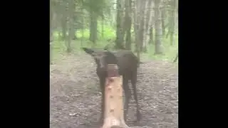 Moose  gone Wild in the back yard