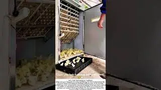 A Modern Start to Life: Hatching Chicks in an Incubator 🐣