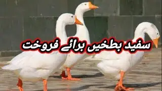 White Duck Available For Sale In Pakistan | Long Neck Ducks |
