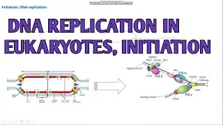 DNA replication in Eukaryotes, Initiation I CSIR-NET life science II xgene & proteinx