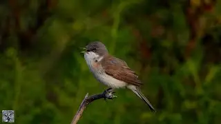 Lesser whitethroat song Møller sang Klappergrasmücke gesang Braamsluiper geluid Piegża śpiew Piegża