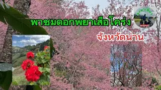 ชมดอกซากูระที่น่าน#เที่ยวน่าน#เที่ยวเหนือ#ธงพาเที่ยว