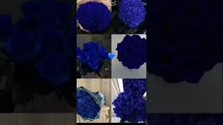 #bluerose#edit#rek#mylove#jisun&aelig;#bluegirl#bluelove#blueedit#aesthetic#blueasthetic#likeforlikes
