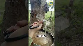 Почему вьетнамцы едят древесную смолу? #смола #шорты