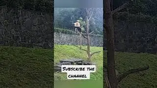 panda epic fall 😭ll panda fall from tree 🌲 ll #shorts #youtubeshorts #subscribe_plz