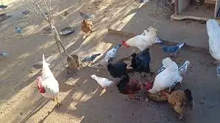 حمام الجيران حط ياكل طعام طيور المزرعة و ما قدرت امنعوا
