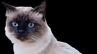 A Dieu Milou, mon chat bien aimé, mon ami.