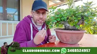 LA POTATURA PRIMAVERILE, ESTIVA, AUTUNNALE E INVERNALE DEL BONSAI. Lo so, non ci hai capito nulla