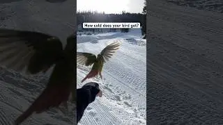 Flying after work🦜 #greencheekconure #skiresorts #snow #short #shorts #cute #freeflightparrot #cute
