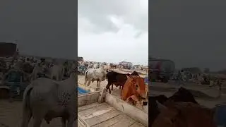 Dangerous Cow Unloading #2023 #cow #dangerous #bull #cattles #animal