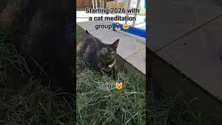 My Cat Meditation Group 🧘&zwj;♀️🐾#cats #catlife #catmeditation #funnycats #petshorts #cutecats