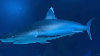 Georgia Aquarium 