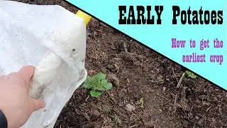 Early Potato progress - getting the earliest crop