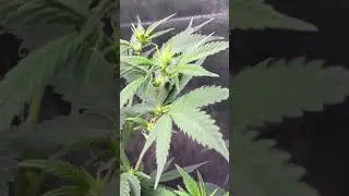 Bruce banner 2.0 end of first week of flower # seedsupreme easy growing