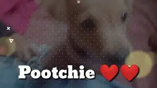S'fam Vlogs | OUR CUTIE LITTLE DOG POOTCHIE