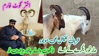 Akhtar goat farm khassi bakre aur mark aur bakre sabse manasa kimat13/1/2026 mauke se fayda uthaen