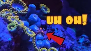 How To Get Rid Of Zoa Eating Nudibranchs