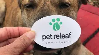 How To Use Pet Releaf Liposome CBD Oils