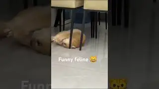 😂🤣 This funny cat rolling on the floor is pure comedy! Cats be acting like they pay rent 🐱💥 #cat