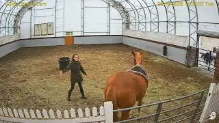 Goldy's Arena Rescues  529pm Janine Training Murphy;ET present  6102025