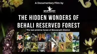 THE HIDDEN WONDERS OF BEHALI RESERVED FOREST / FULL DOCUMENTARY / ASSAMESE / 2022