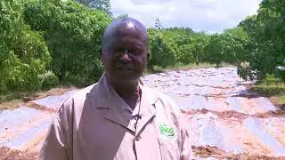 Empowering Dryland Farming: Dr. Simon Nguluu's Sustainable Agronomy Journey