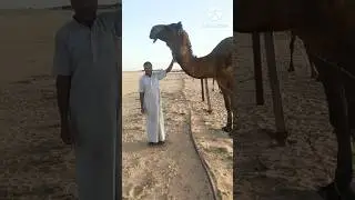 big size camel in farm #shorts #trending #youtubeshorts#animals  #camel #shortvideo #vairl#fyp